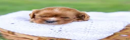 Cavalier King Charles Spaniel dogs for sale: Blondie  - Ad 6