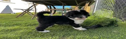 Sheepadoodle dogs for sale: Creed - Ad 5