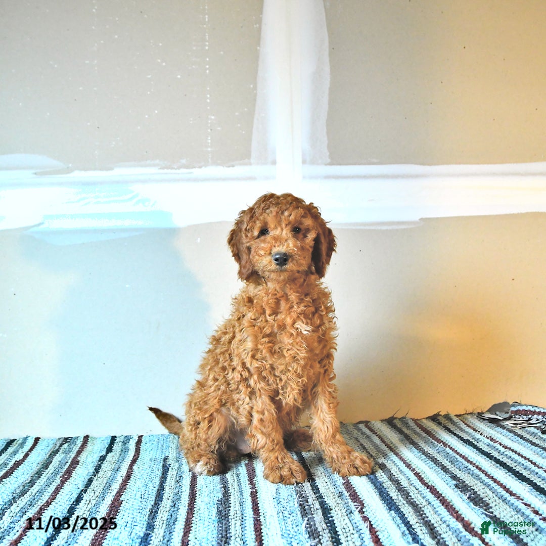 Irish Doodle dogs for sale: Lilly - Ad 1