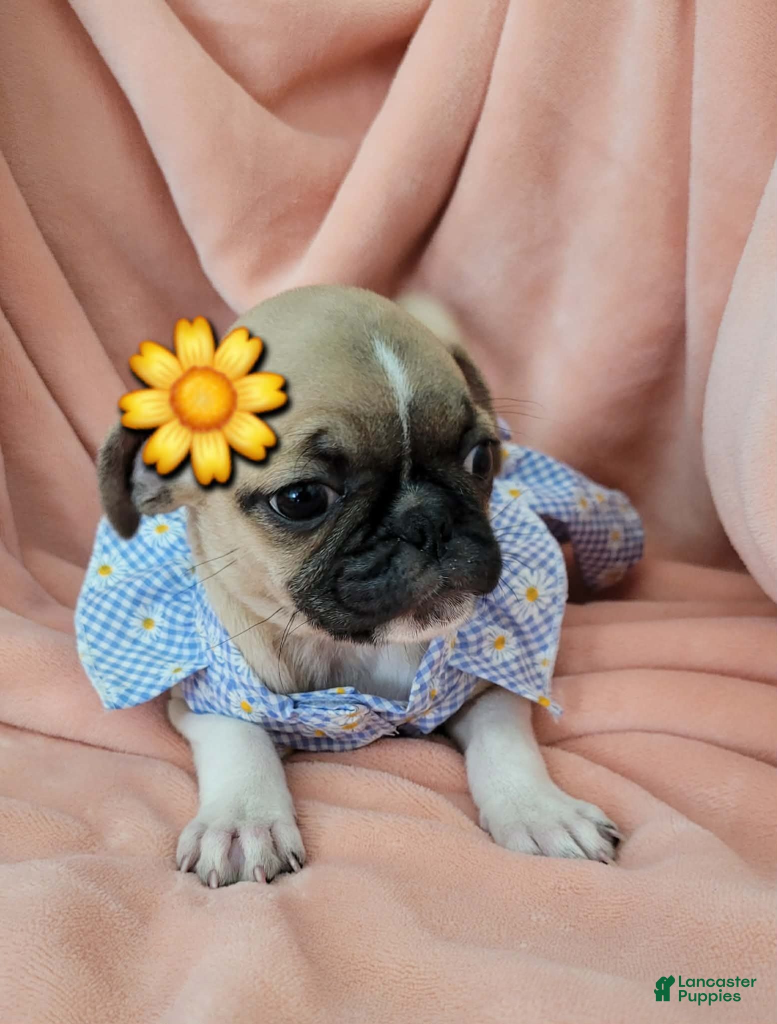 Pug dogs Pug 2 LIL LEA - Ad 22