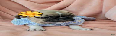 Pug 2 LIL LEA
