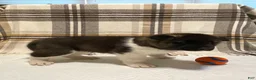 Akita dogs for sale: Thor  - Ad 8