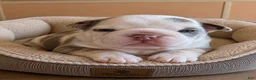 English Bulldog dogs for sale: Whiskey  - Ad 3