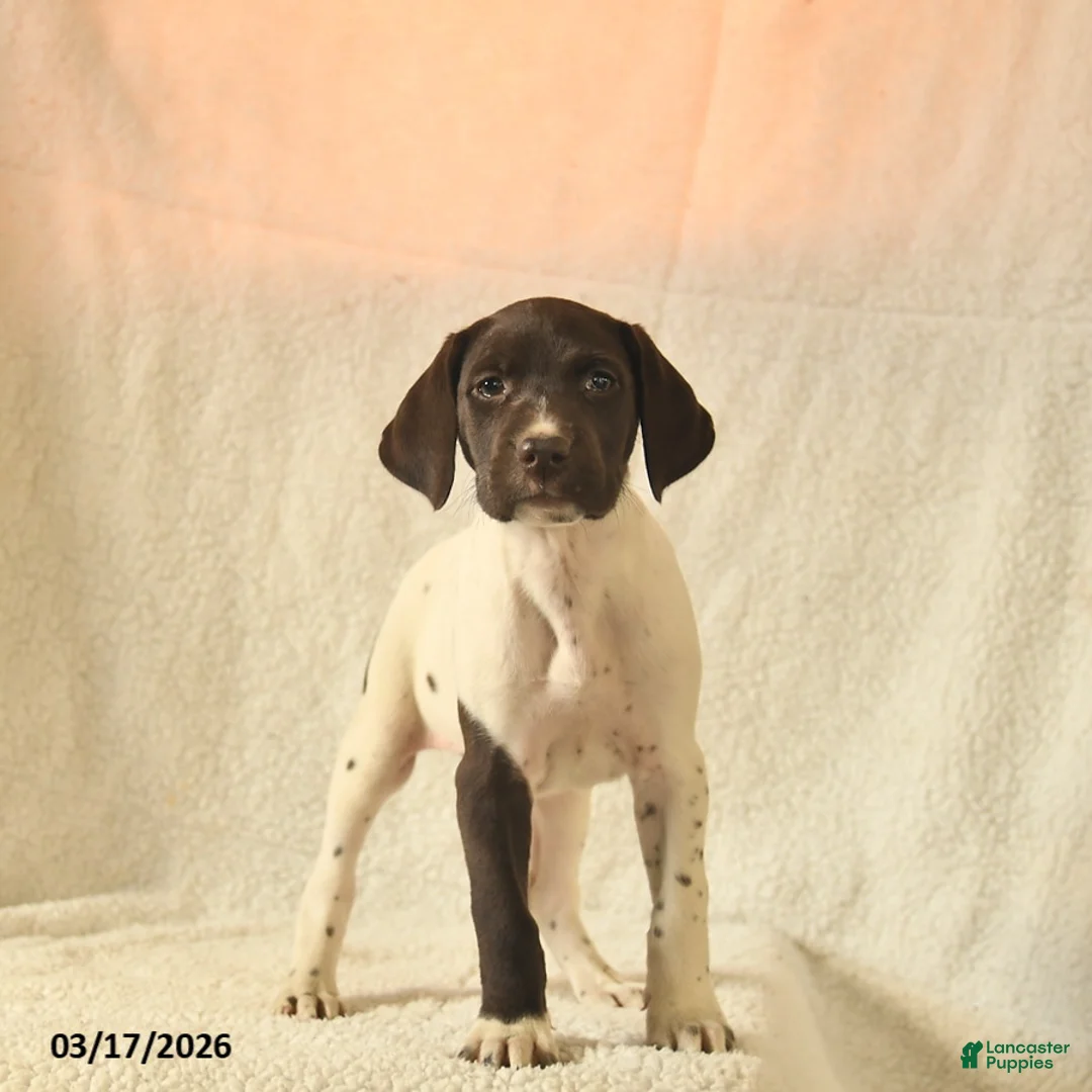 German Shorthaired Pointer dogs for sale: Millie  - Ad 1