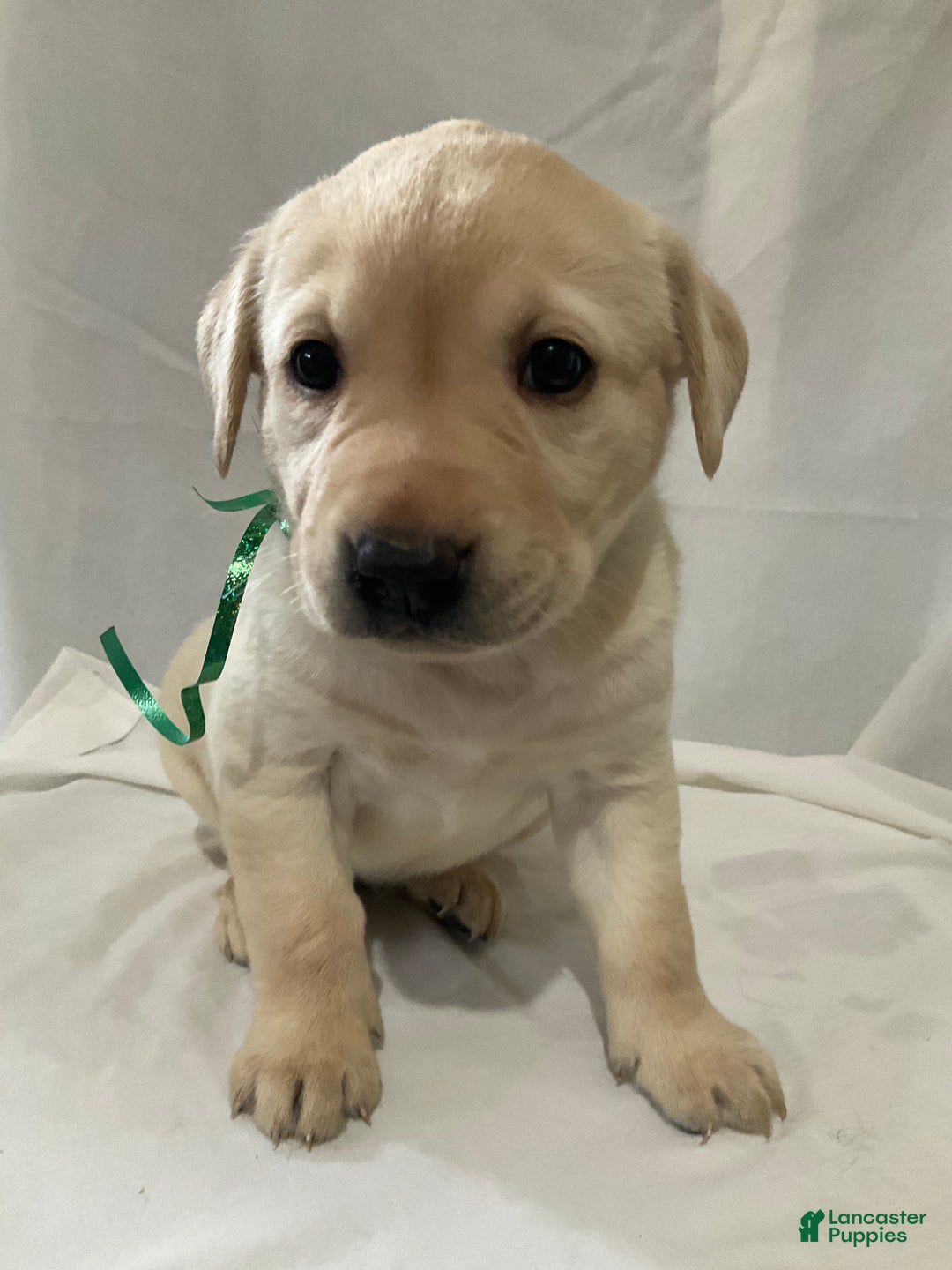 Labrador Retriever dogs for sale: Abby - Ad 2