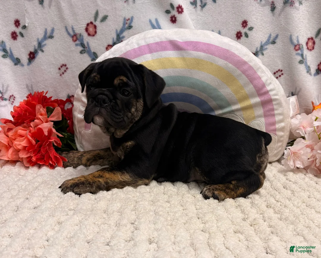 English Bulldog dogs for sale: Wolf - Ad 2