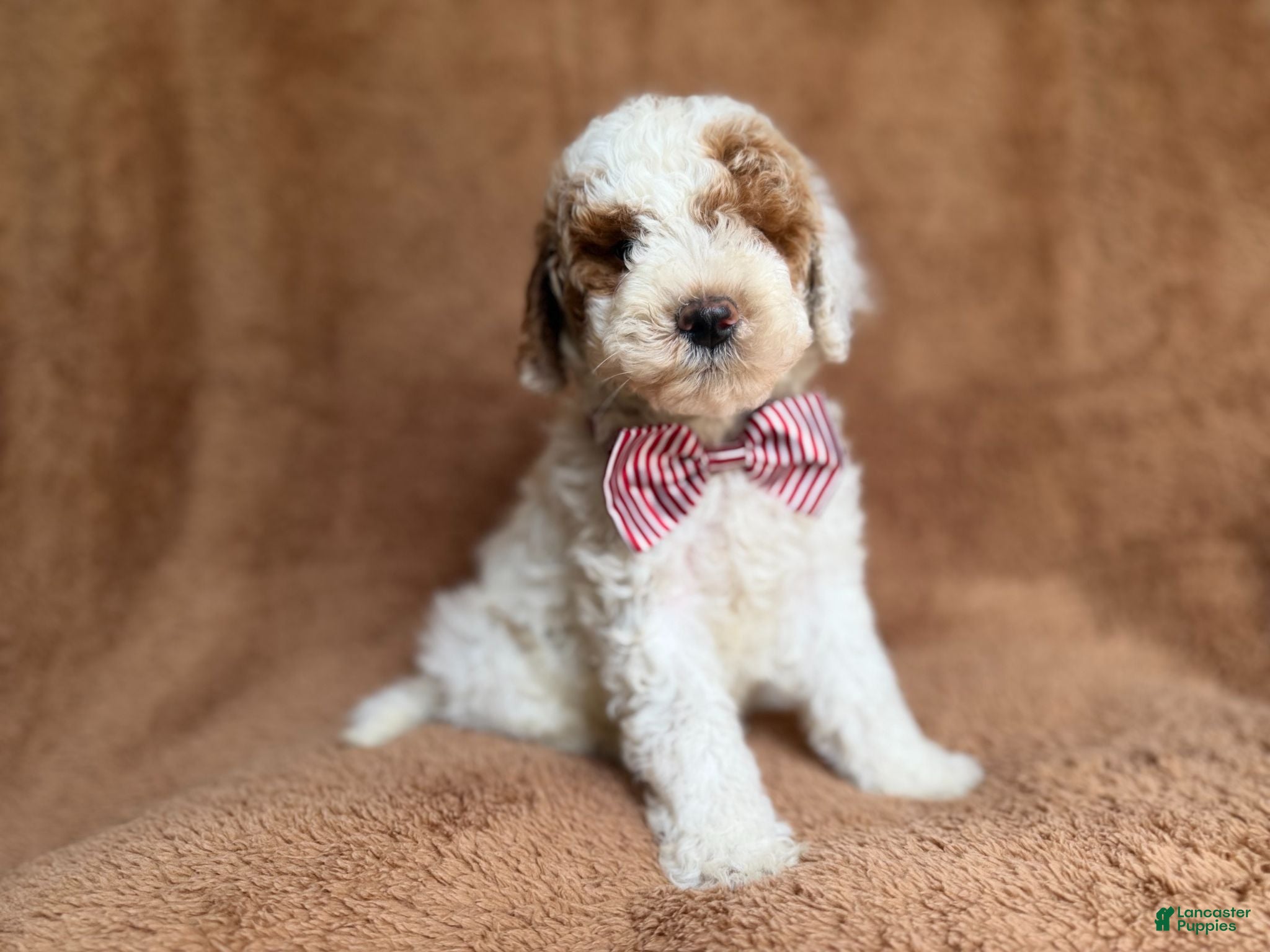 Miniature Poodle dogs Pierce - Ad 9