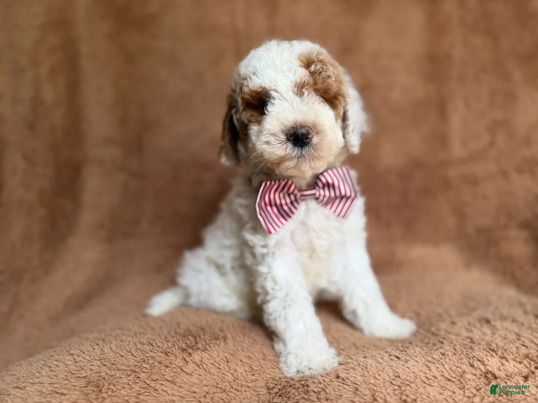 Miniature Poodle dogs for sale: Pierce - Ad 1