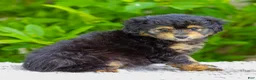 Mini Aussiedoodle dogs for sale: Violet - Ad 4