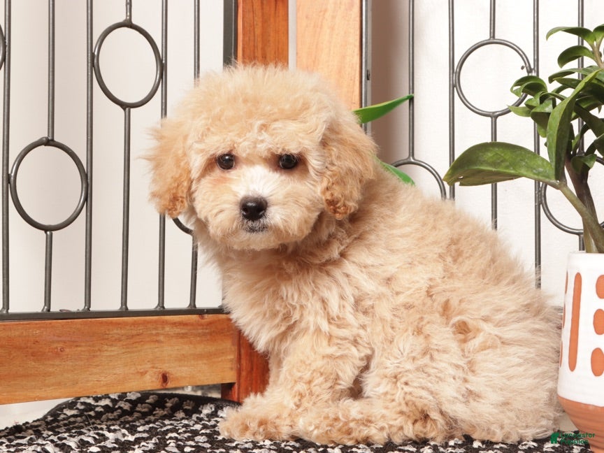 Maltipoo dogs Misty Precious Maltipoo - Ad 2