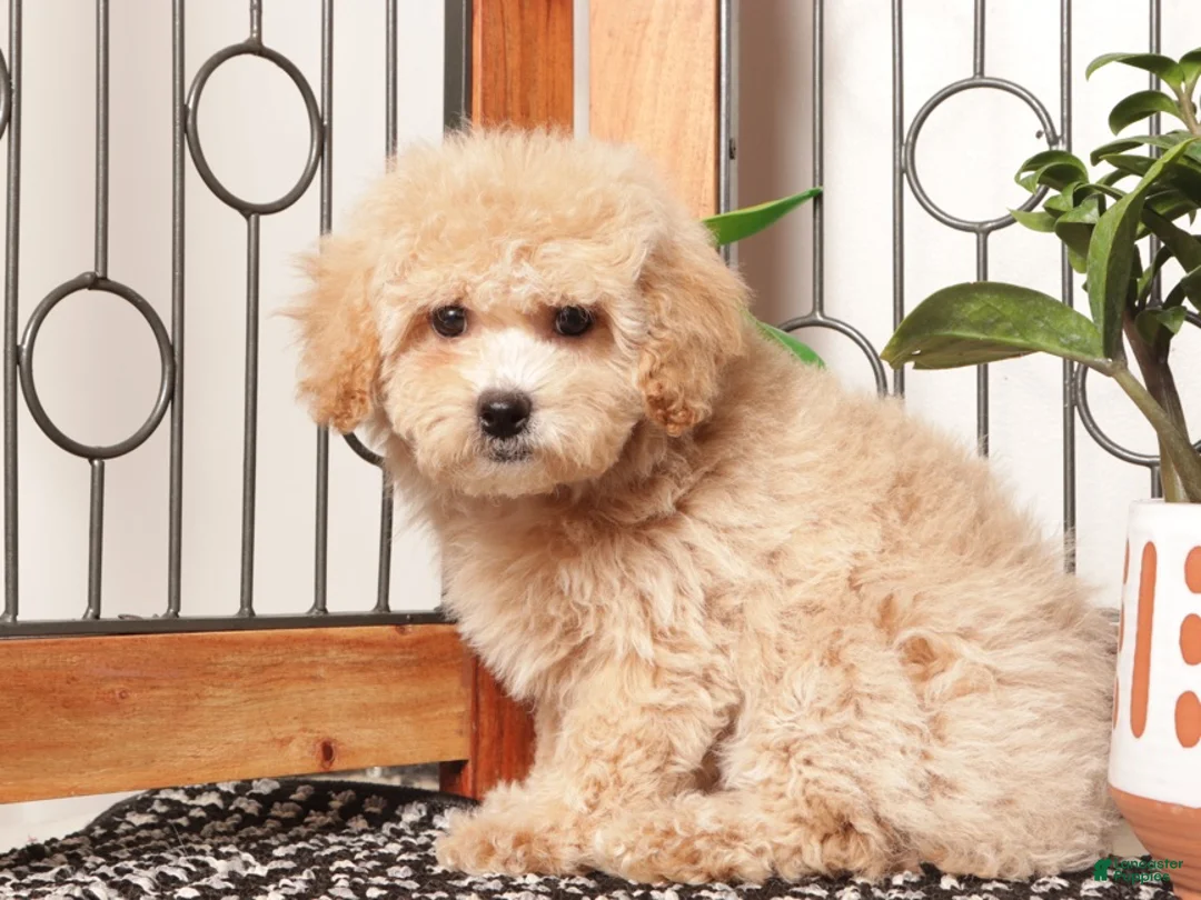 Maltipoo dogs for sale: Misty Precious Maltipoo - Ad 2