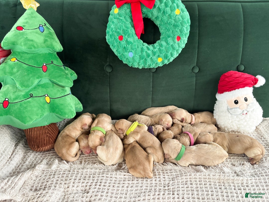 Goldendoodle dogs for sale: Hazel - Ad 8