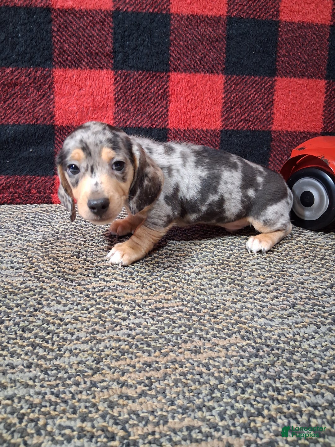 Miniature Dachshund dogs for sale: Rudolph - Ad 3