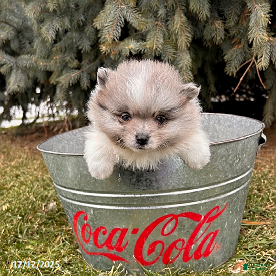 Pomeranian dogs for sale: Elsa - Ad 3