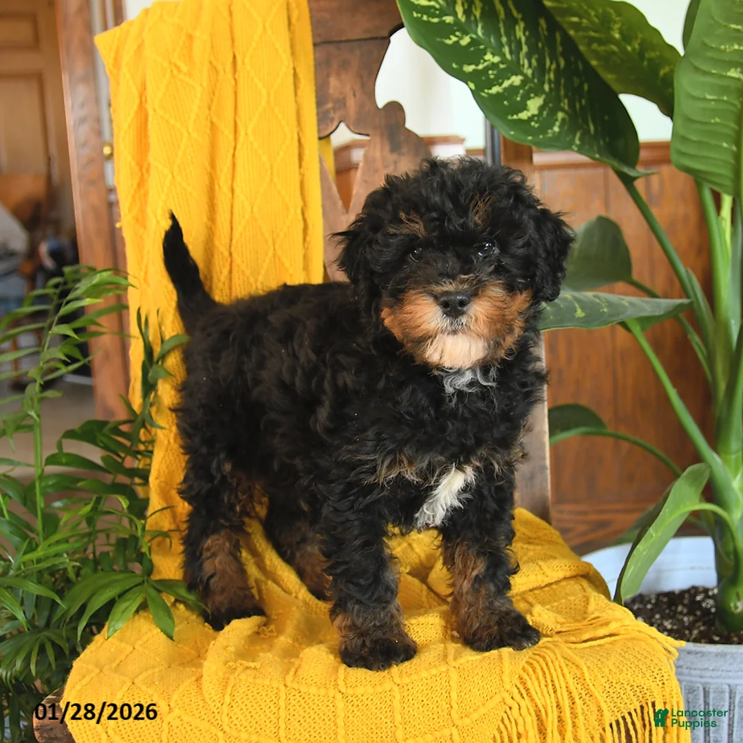 Mini Bernedoodle dogs for sale: Sarge - Ad 2