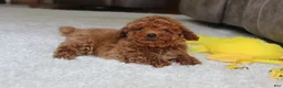 Toy Poodle dogs for sale: Tucker - Ad 9