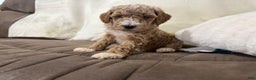 Miniature Poodle dogs for sale: Tucker - Ad 4