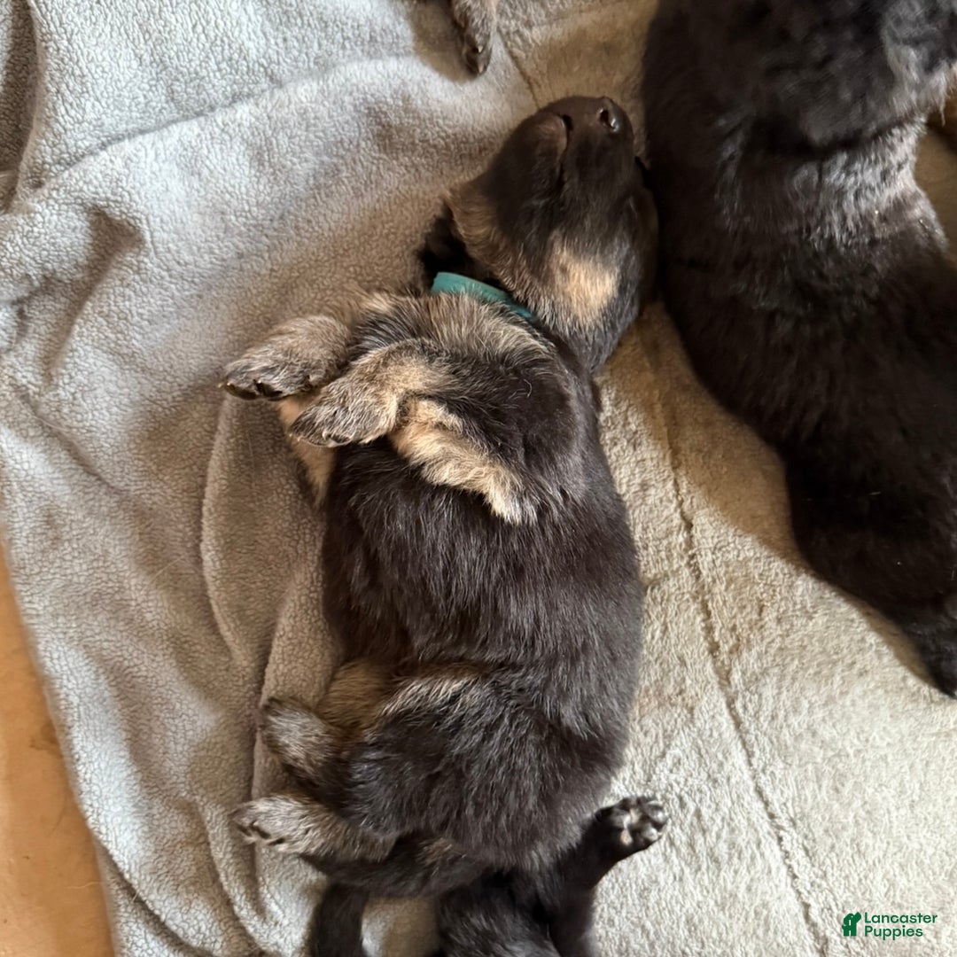 German Shepherd dogs for sale: SWAYZE - Ad 6