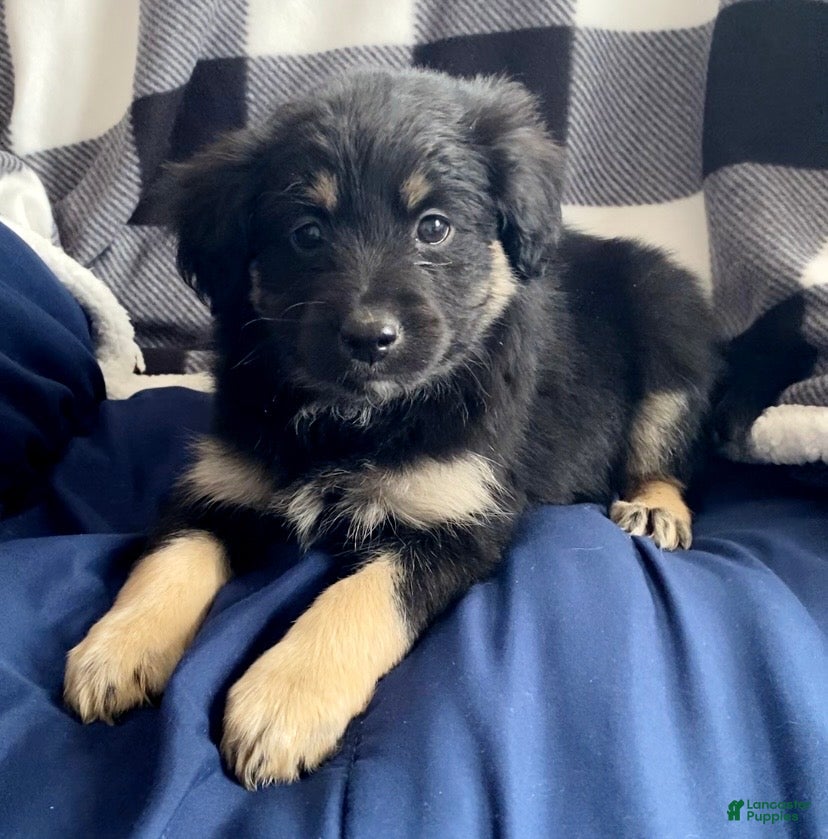 Mini Aussiedoodle dogs Maximus  - Ad 4