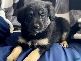 Mini Aussiedoodle dogs Maximus - Ad 12