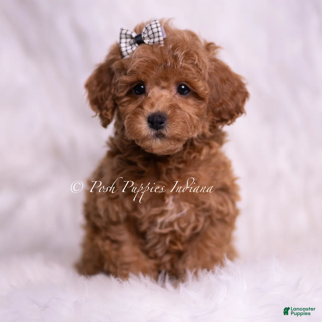 Toy Poodle dogs for sale: Saffron - Ad 5