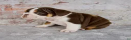 Beabull dogs for sale: Gracie - Ad 6