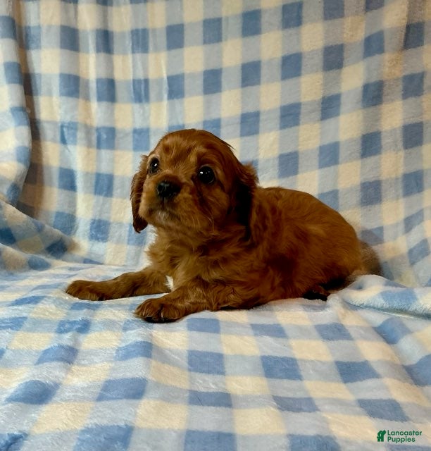 Cavapoo dogs Ruby (Dodger) - Ad 1