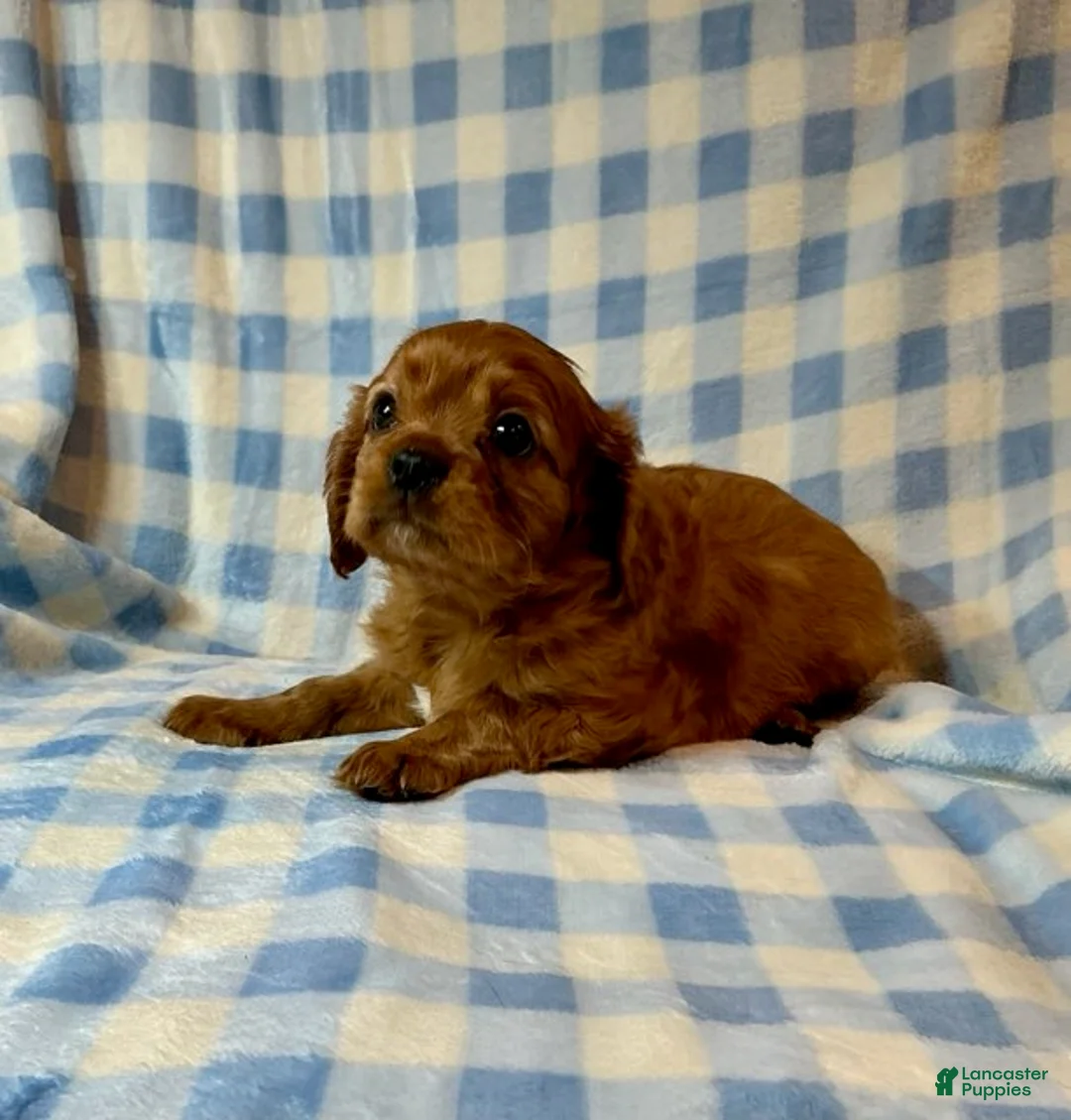 Cavapoo dogs for sale: Ruby (Dodger) - Ad 1