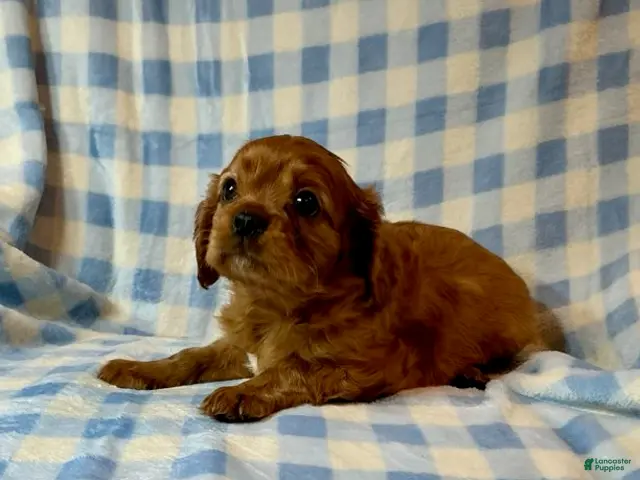 Cavapoo dogs for sale: Ruby (Dodger) - Ad 1