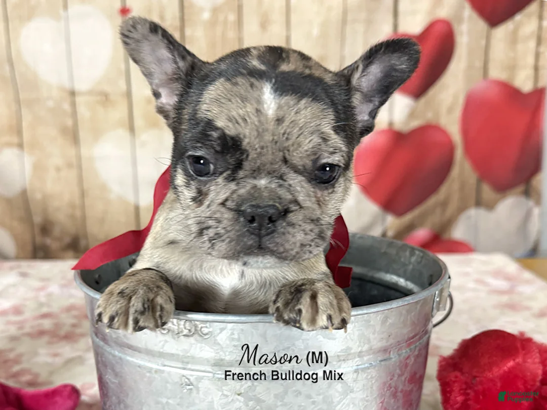 Mixed Breed dogs for sale: Mason - Ad 4