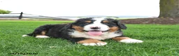 Bernese Mountain Dog dogs for sale: Bear - Ad 4