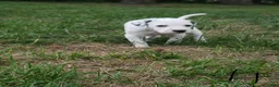 Dalmatian dogs for sale: Hope - Ad 4