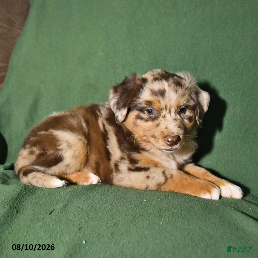 Mixed Breed dogs Blaze - Ad 2