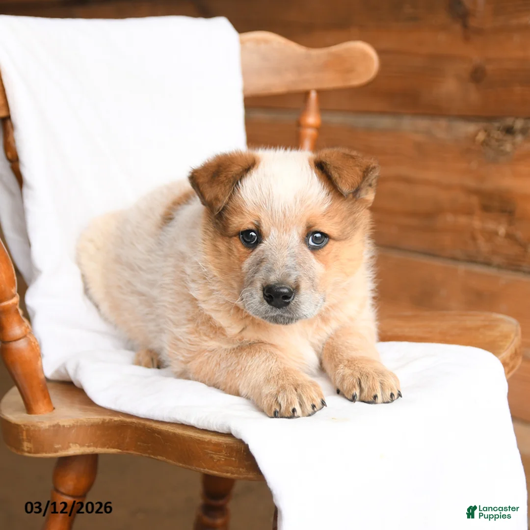 Australian Cattle Dog dogs for sale: Hero - Ad 5