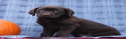 Labrador Retriever dogs for sale: Judson  - Ad 2