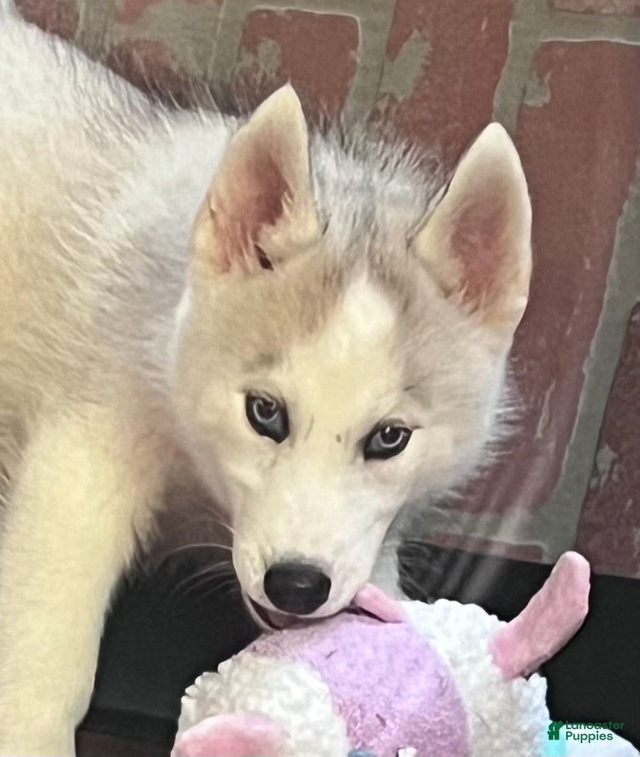 Siberian Husky dogs Majick AKC - Ad 1
