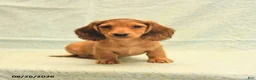 Dachshund dogs for sale: Leo - Ad 5