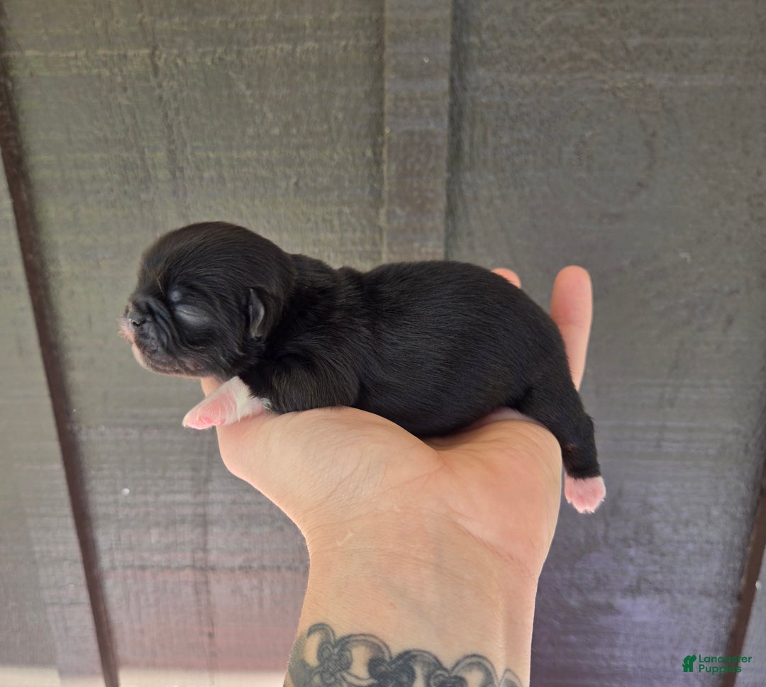 Pekingese dogs for sale: Morticia - Ad 17