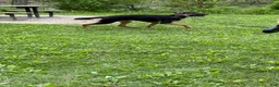 German Shepherd dogs for sale: Duke - Ad 5