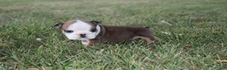 English Bulldog dogs for sale: English Bulldog 5 - Ad 3