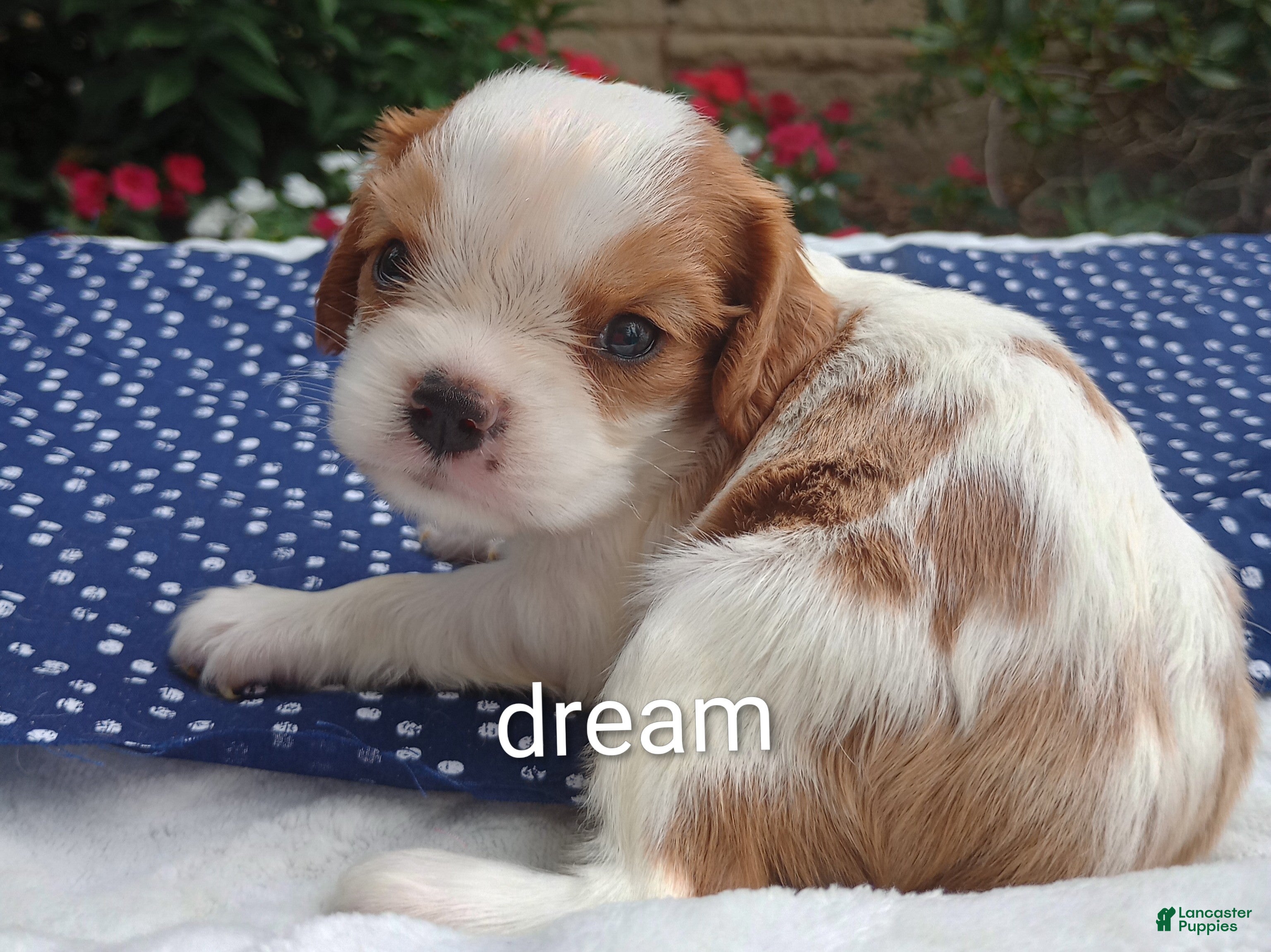 Cavapoo dogs Dewey  - Ad 2