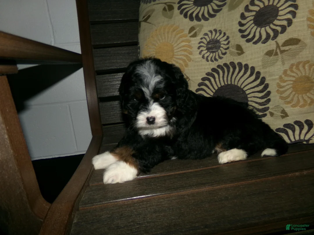 Mini Bernedoodle dogs for sale: Ashley - Ad 4