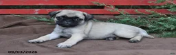 Pug dogs for sale: Tracey - Ad 4