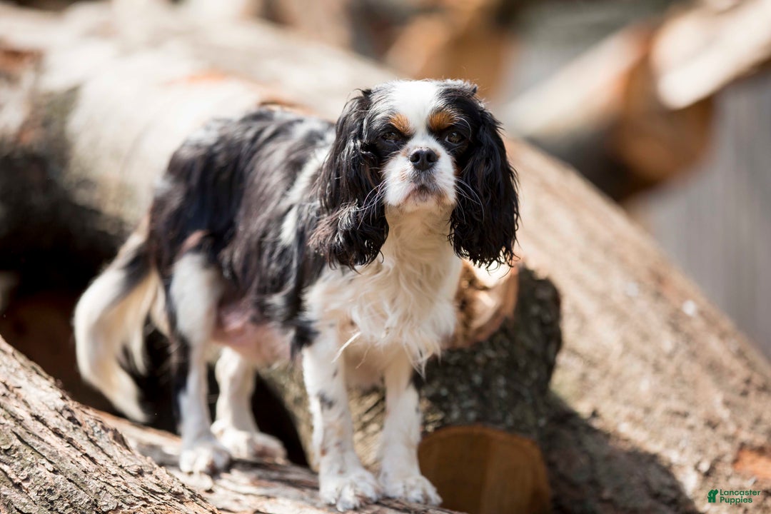 Cavalier King Charles Spaniel dogs for sale: Vivian - Ad 12