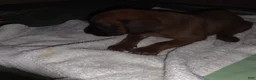 Redbone Coonhound dogs for sale: Redbone Coonhound 9(black) - Ad 6