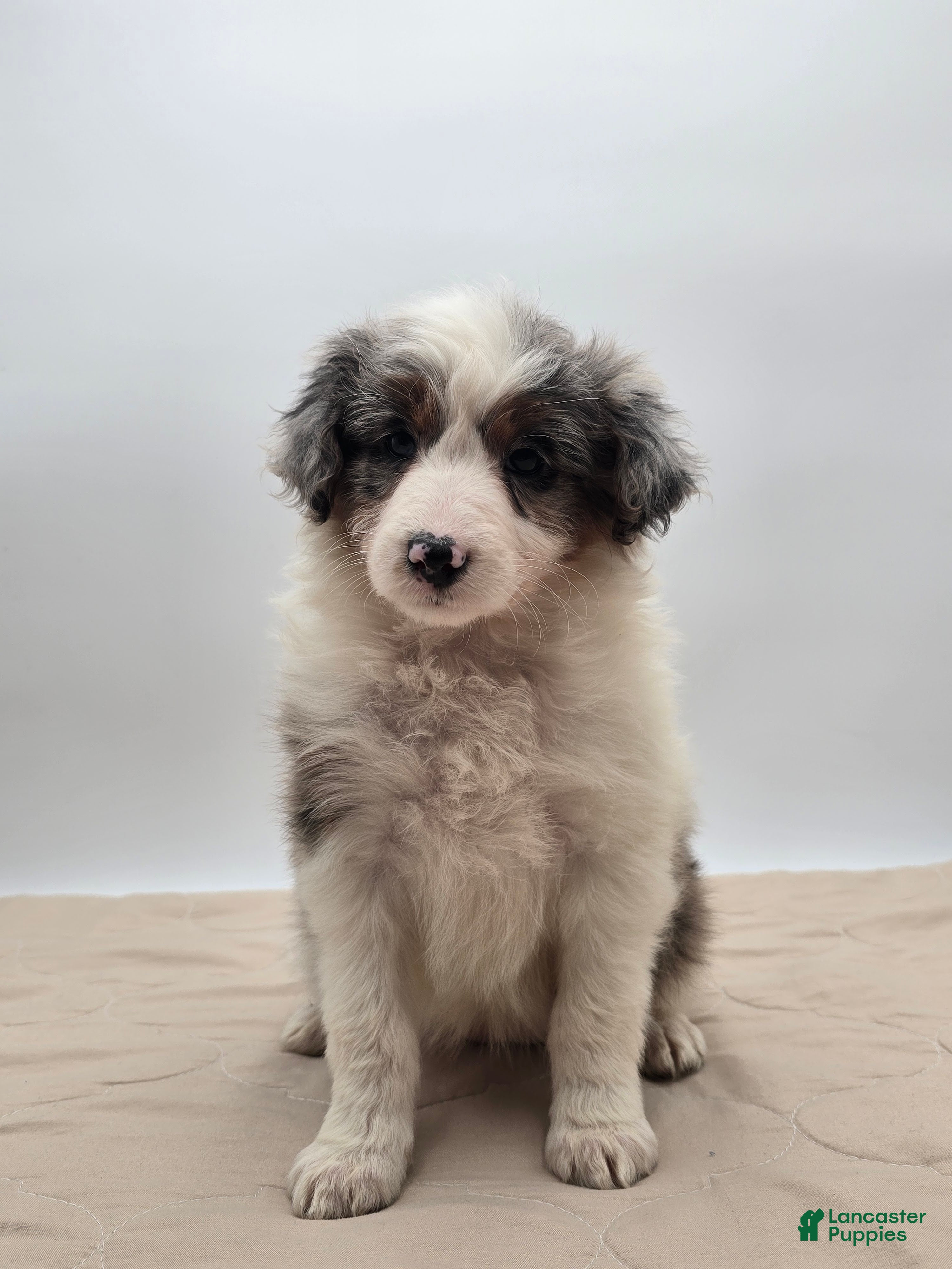 Aussiedoodle dogs Oakley - Ad 2