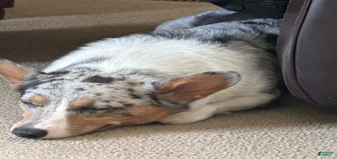 Gallery Image {{count}}