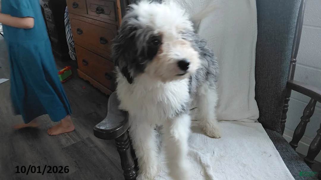 Mini Bernedoodle dogs for sale: Sunset - Ad 2