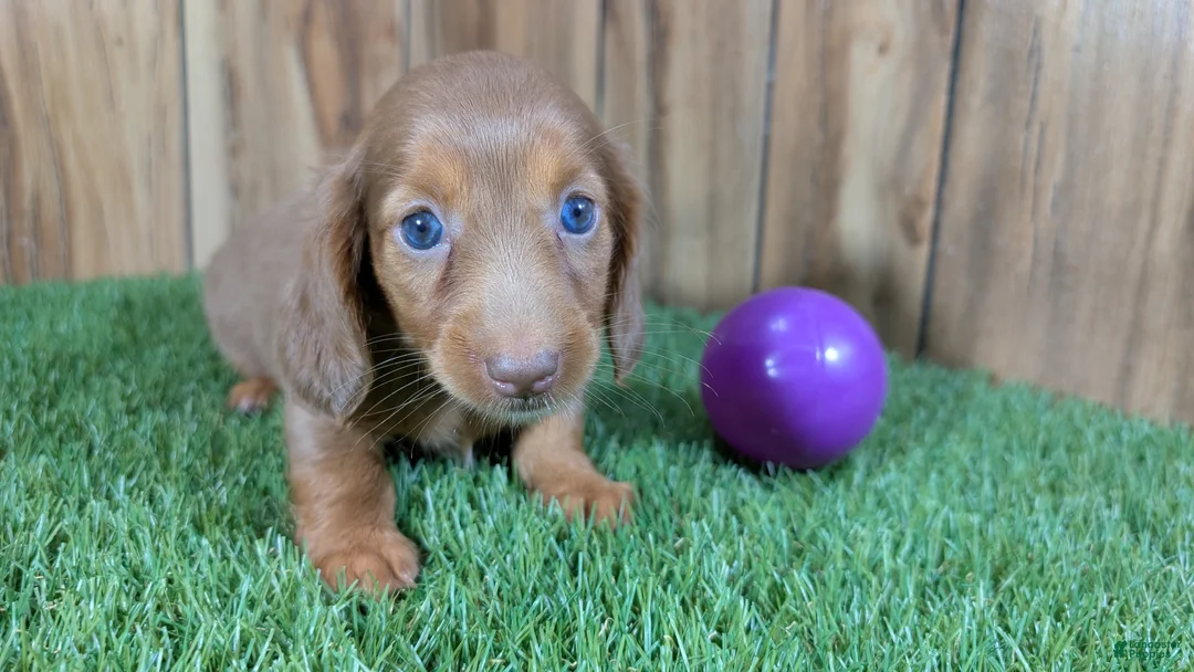 Miniature Dachshund dogs for sale: Cutie Girl 3 - Ad 2