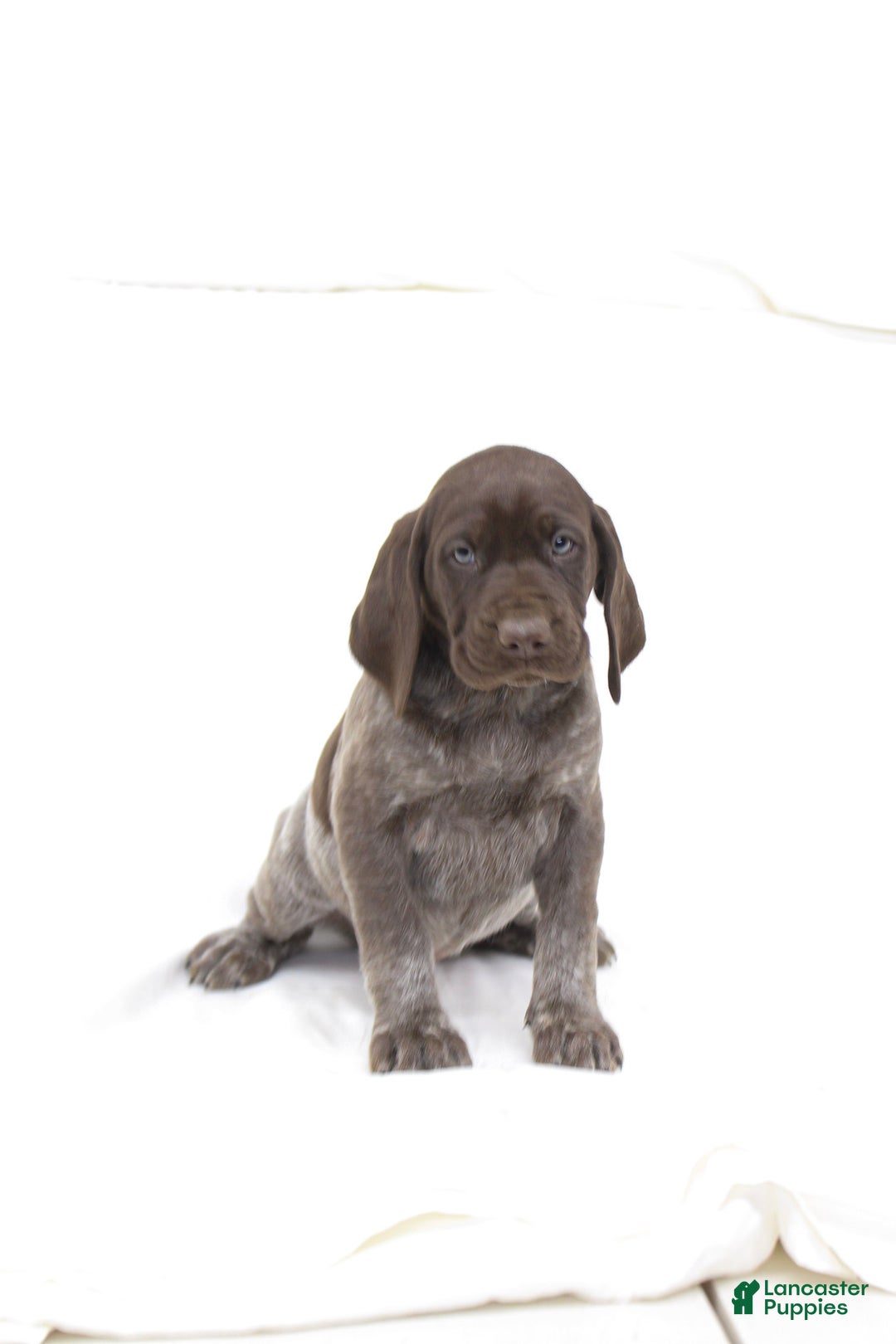 German Shorthaired Pointer dogs for sale: River - Ad 1